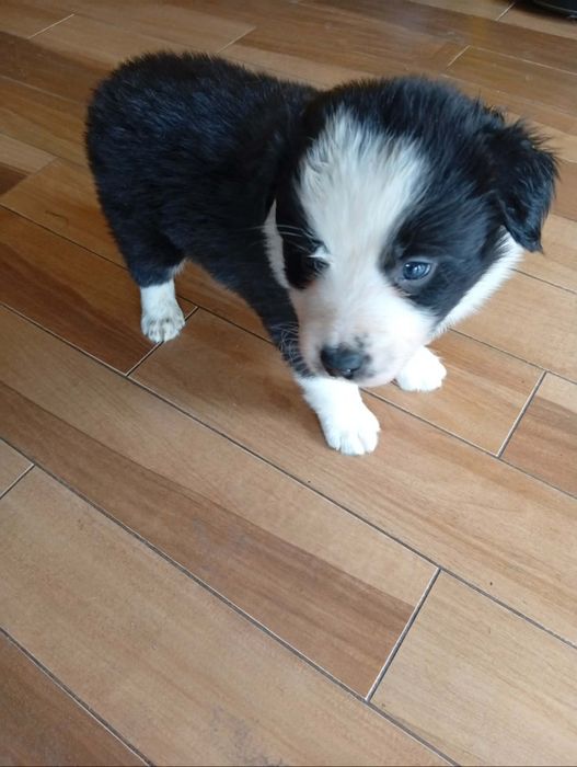 Piesek Bolder Collie ZKwP