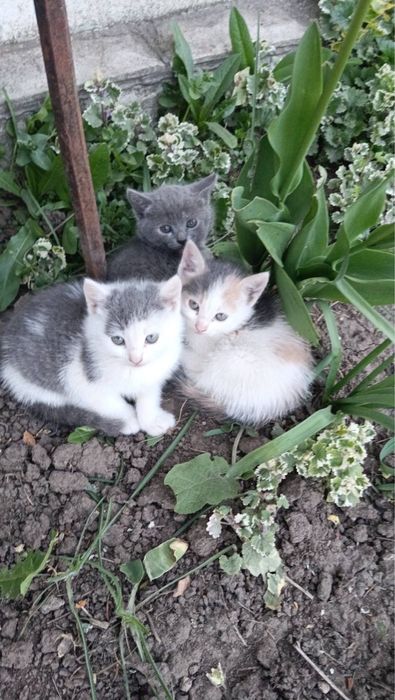 Віддамо кошенят в добрі руки