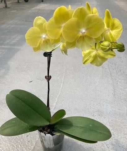 Нецвітучі дітки орхідей