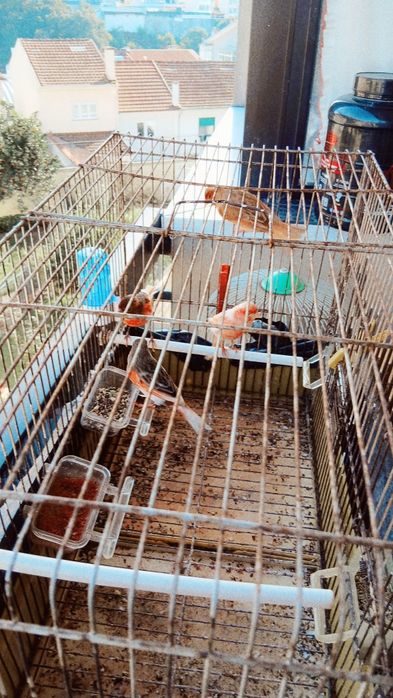 Venda Canários, arlequim, e Bronzes