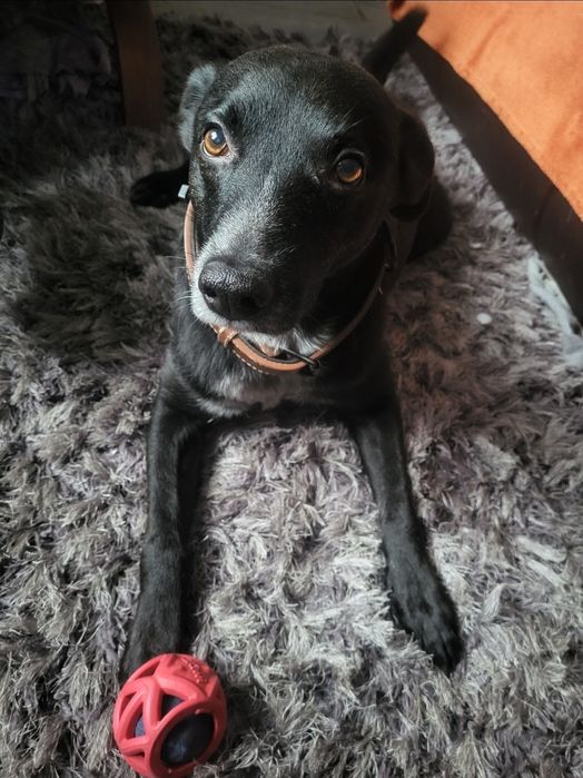 Zostały 2 suczki brązowo żóła i czarna