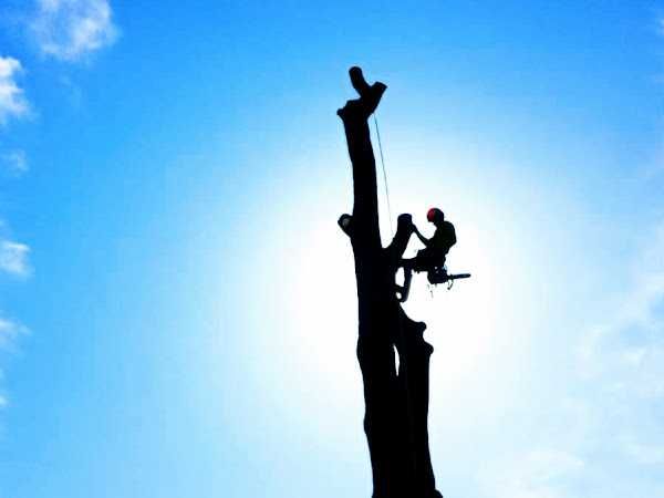 Profesjonalna pielęgnacja i alpinistyczna wycinka drzew, żywopłoty