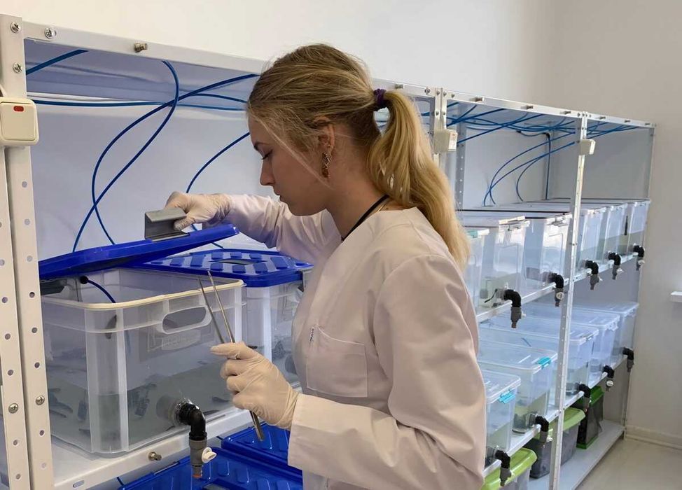Пявки для гірудотерапії, біофабричні. Гірудотерапія.