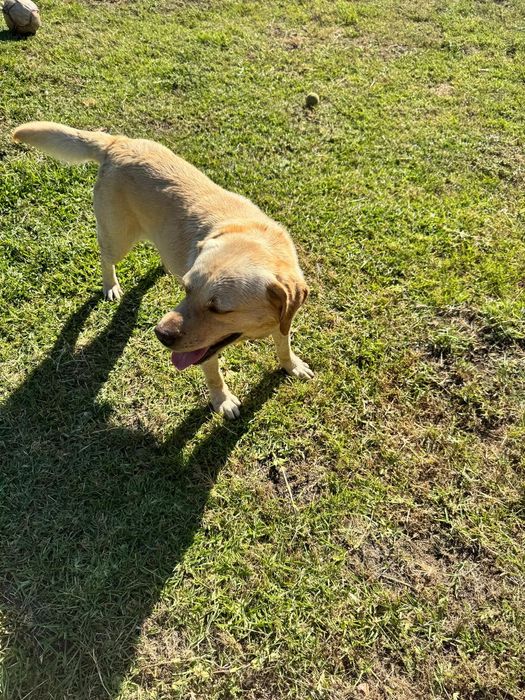 Labrador com 6 aninhos para adopção