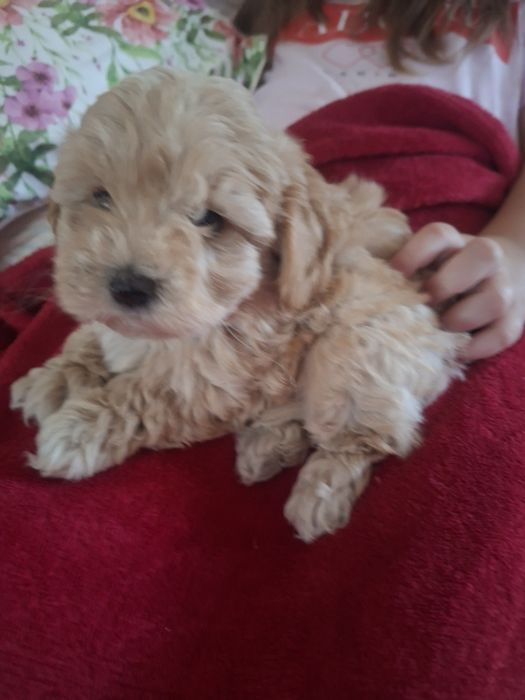 Maltipoo - śliczny piesek mini