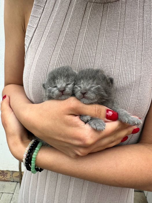 Блакитна короткошерсна кішка кіт