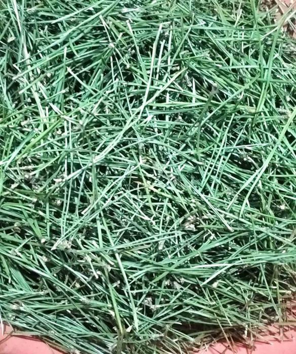 Хвоя сосни звичайної