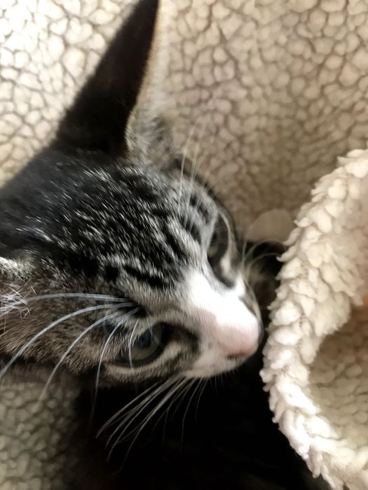 Gatinho macho para adoção. Cinza, tigrado com meias brancas 3 meses.