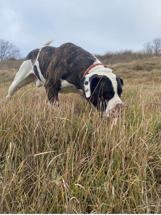 Американський бульдог ( вязка)