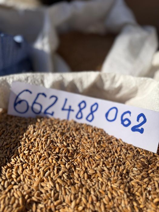 Pszenżyto jare Mamut