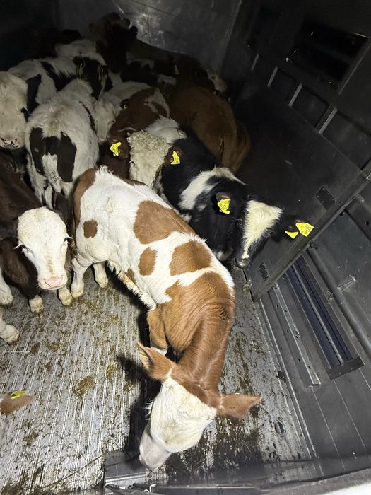 Byczki miesne oraz HF