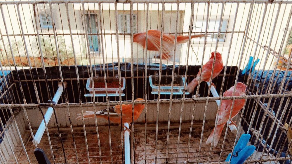 Venda Canários, arlequim, e Bronzes