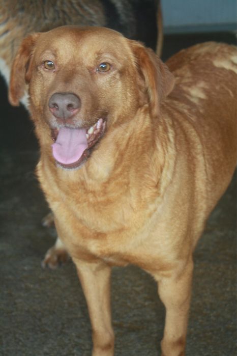 Betty cadela jovem porte medio grande