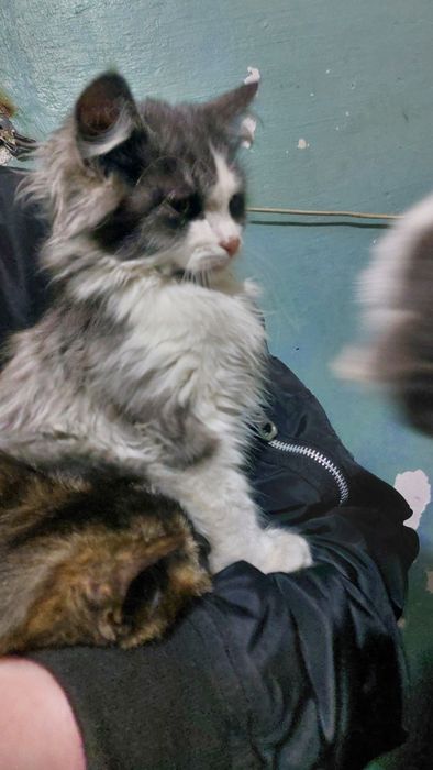 кошенята шукають дім