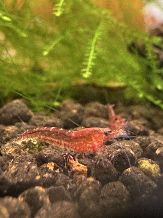 Camarões Red Cherry (Neocaridina davidi) - Perfeitos para Iniciantes!