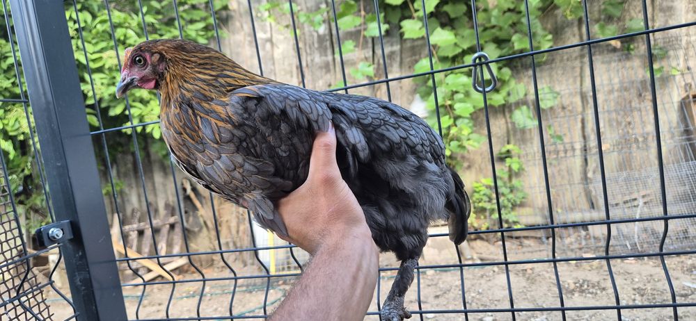 Pary kur marans , arakuana bezogoniasta  , włoszka