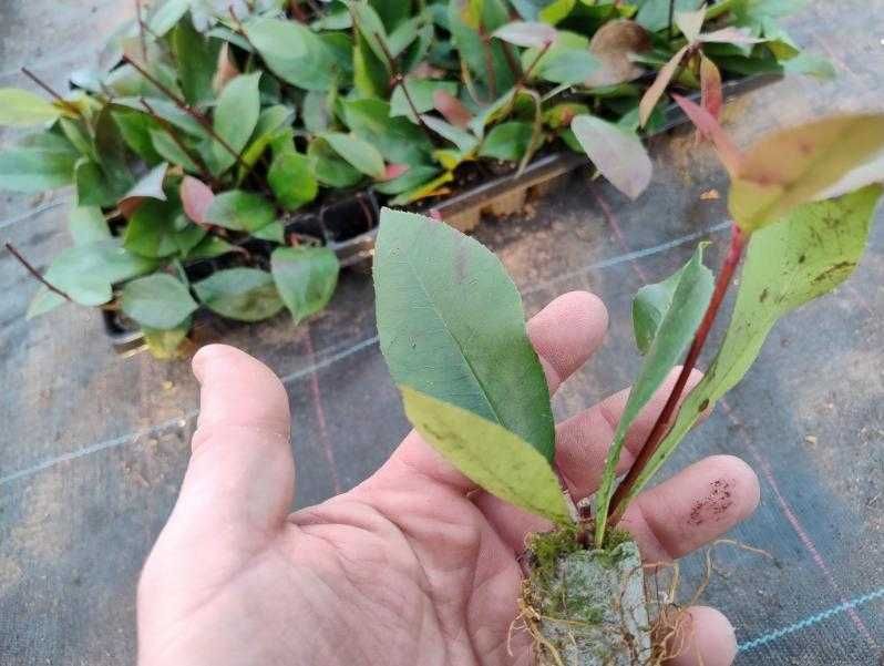 Photinia Red Robin na sprzedaż w multiplatach