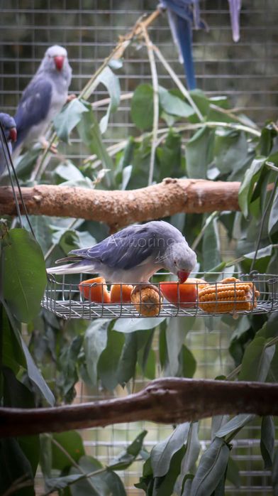 Ringnecks Violetas, Opalinos, CC's (Cleartail),  2025-2026 Ring Neck