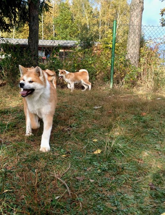 Akita Inu Japońska Szczeniak Piesek Suczka