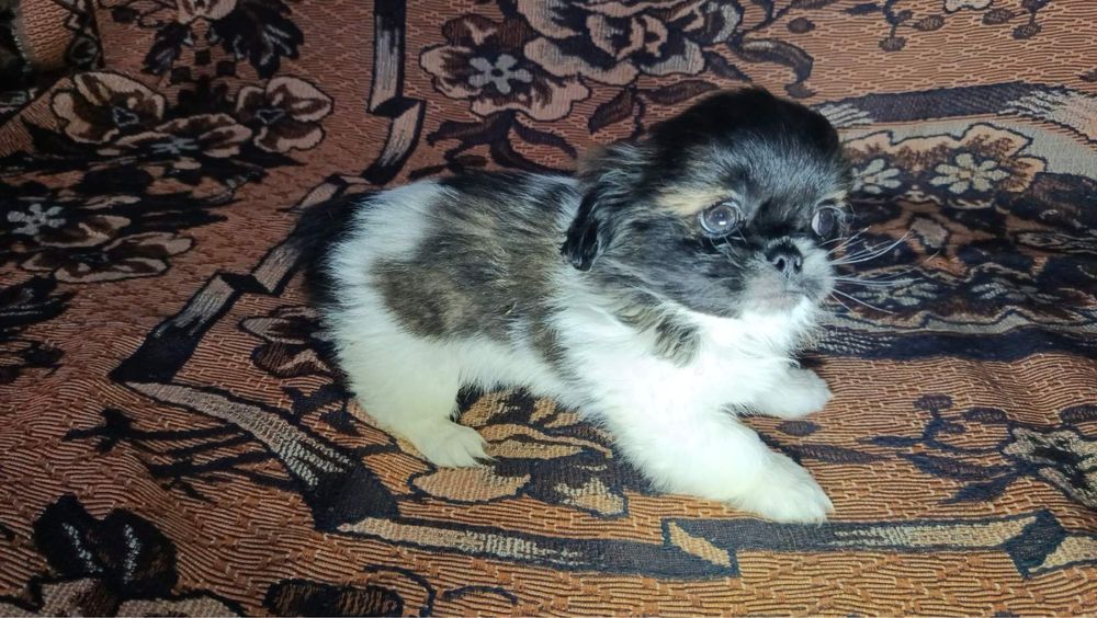 Прадаються дівчинка породи Пекінес