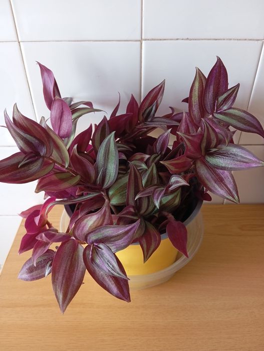 Tradescantia zebrina