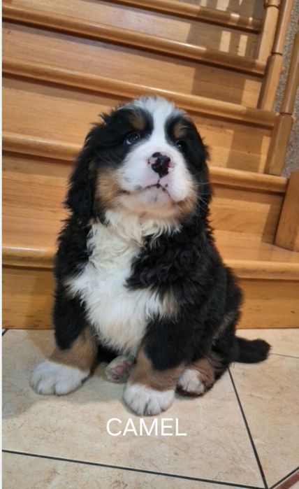 Berneński pies pasterski szczeniak.