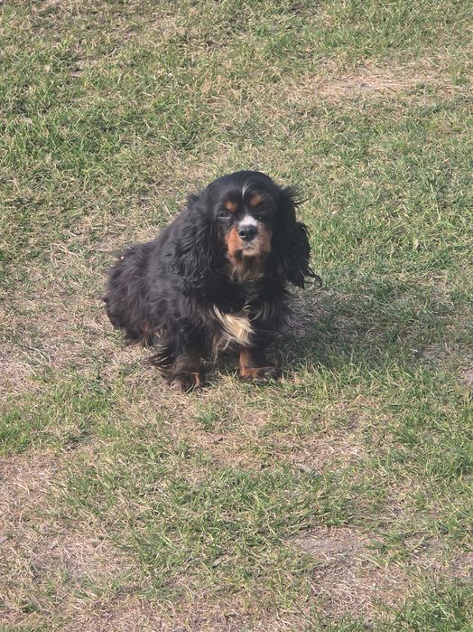 Oddam za darmo suczke cavaliera