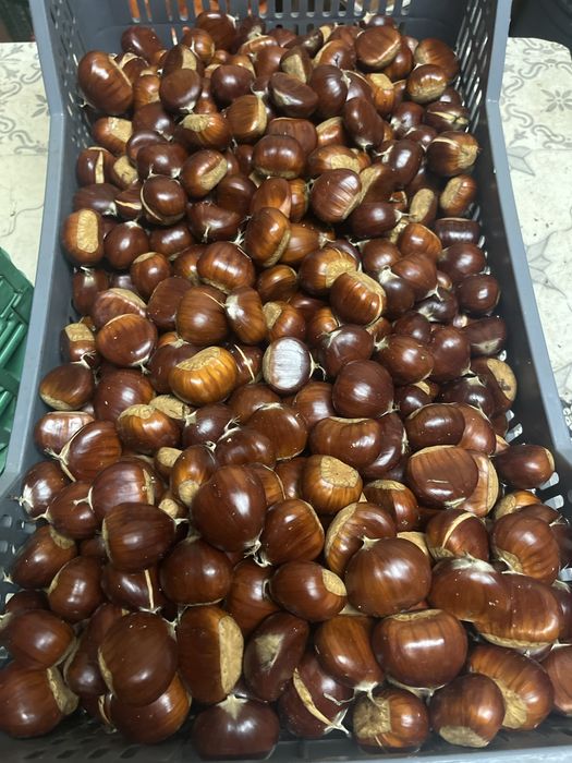 Castanhas Martainhas da Lapa / Sernancelhe / Aguiar da Beira | Qualidade Superior