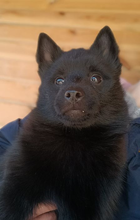 Цуценя породи шипперке.