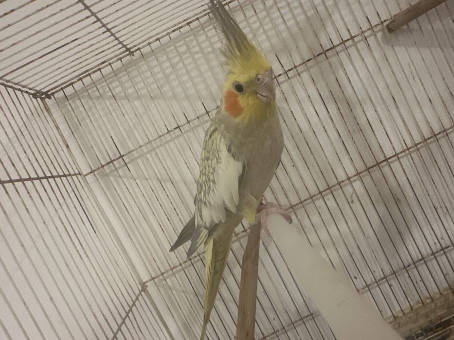 Caturras troco por outras aves