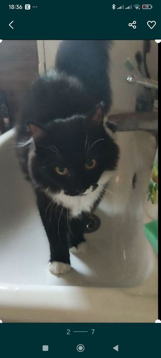 Розшук! Буча! Лісова Буча!