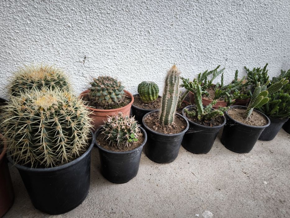 Catos várias espécies em vasos