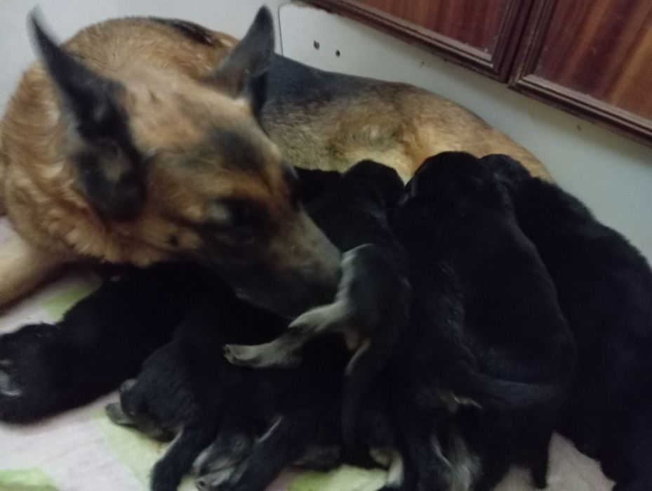 Для ценителей качества щенки нем овчарки