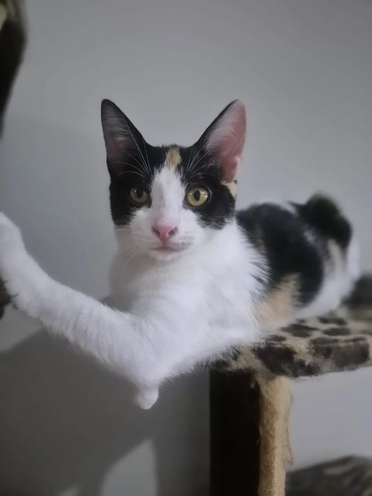 Fá, gatinha para adoção