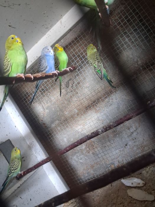 Perikitos australianos