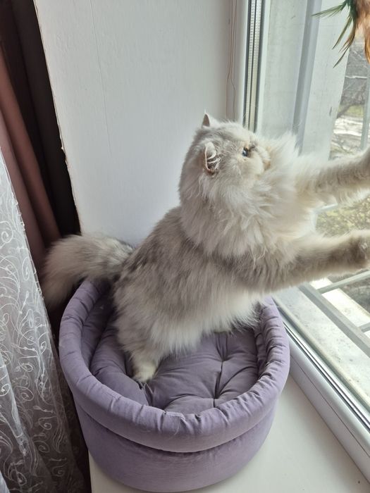 Срібляста красуня шукає сім'ю