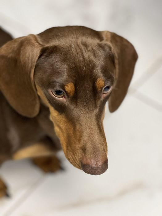 Карликова такса шоколад з підпалом