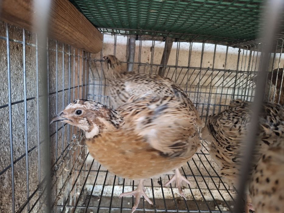 Ovos de codorniz Gigante
