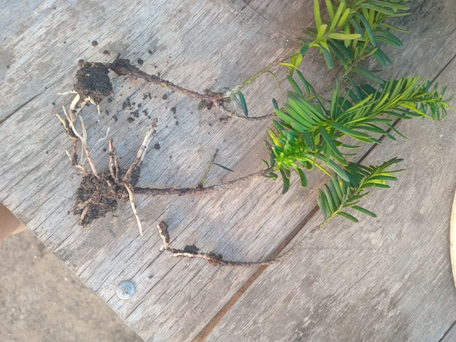 Тис ягодный Хикси