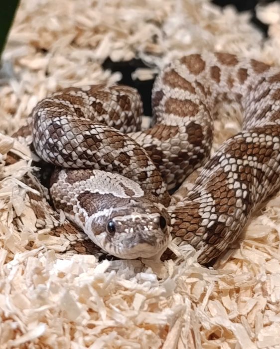 Heterodon zachodni 0.1, klucie  2024