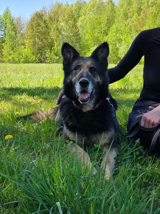 Kochana staruszka Kodi szuka domu