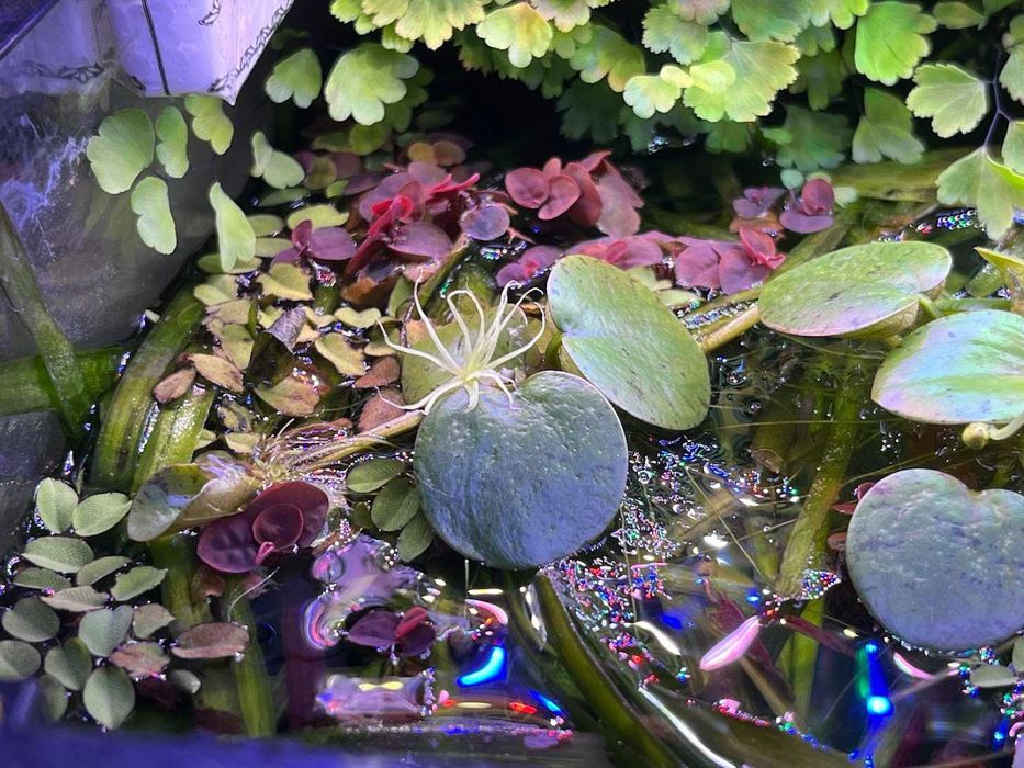 Amazon Frogbit Limnobium laevigatum Planta Superfície Aquário