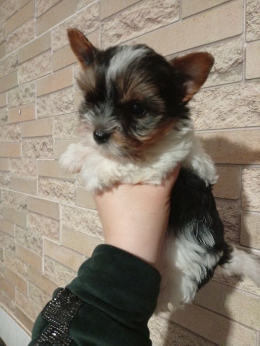 Бивер Йорк мальчики и девочка