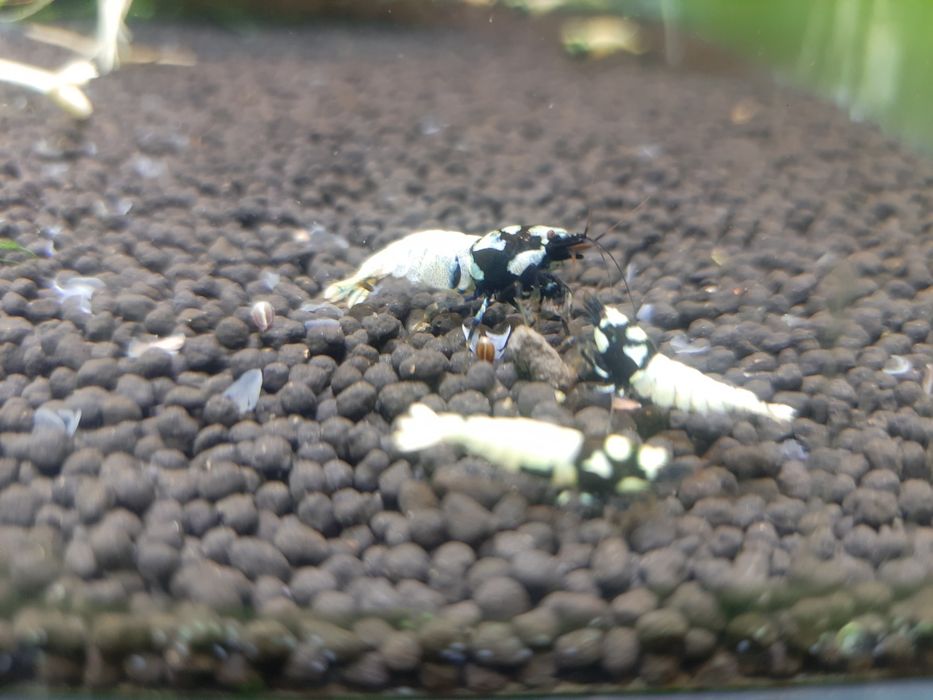 krewetki akwariowe Cardina Pinto Black Spotted Head