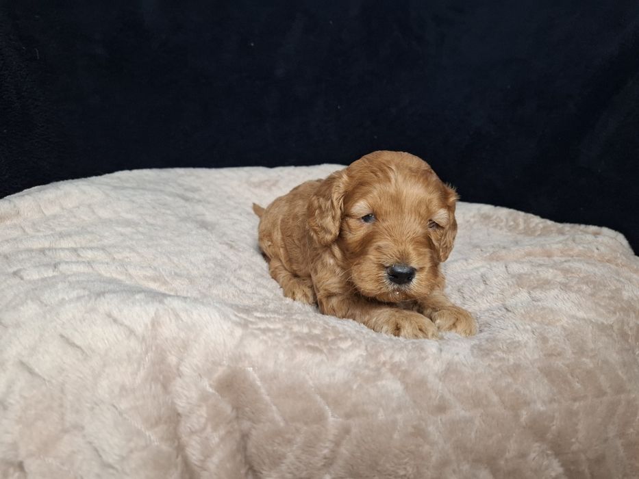 cocapoo mama cocker spaniel