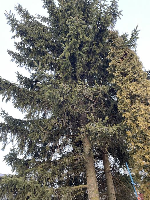 Продаються ялинки (хвойні дерева)