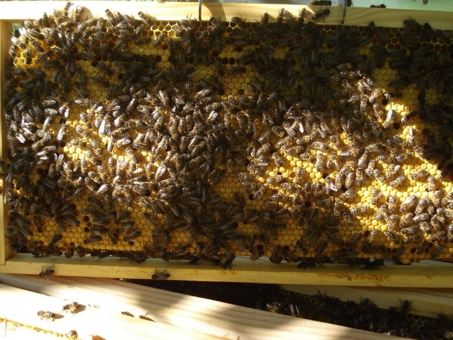 Colmeias de Abelhas