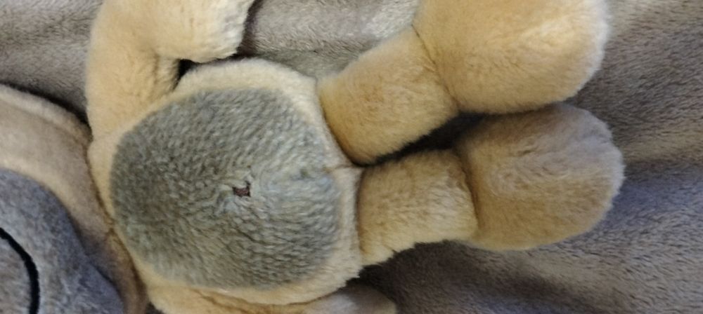 Miś Pimboli Depesche