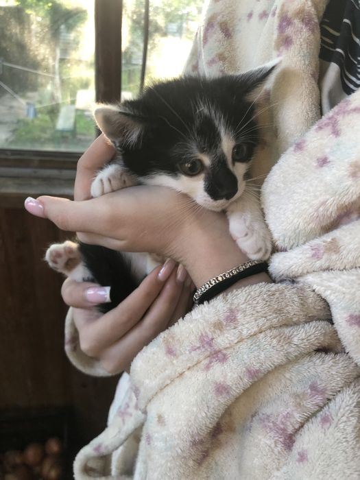 Віддаємо котенят в хороші руки