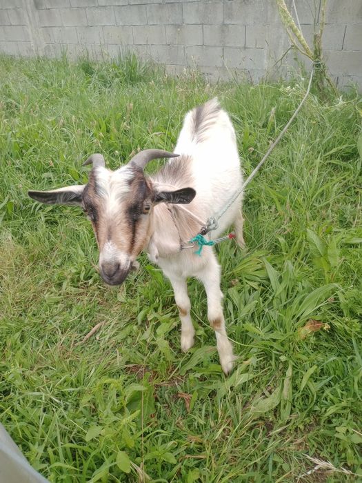 Cabrito macho 6 meses